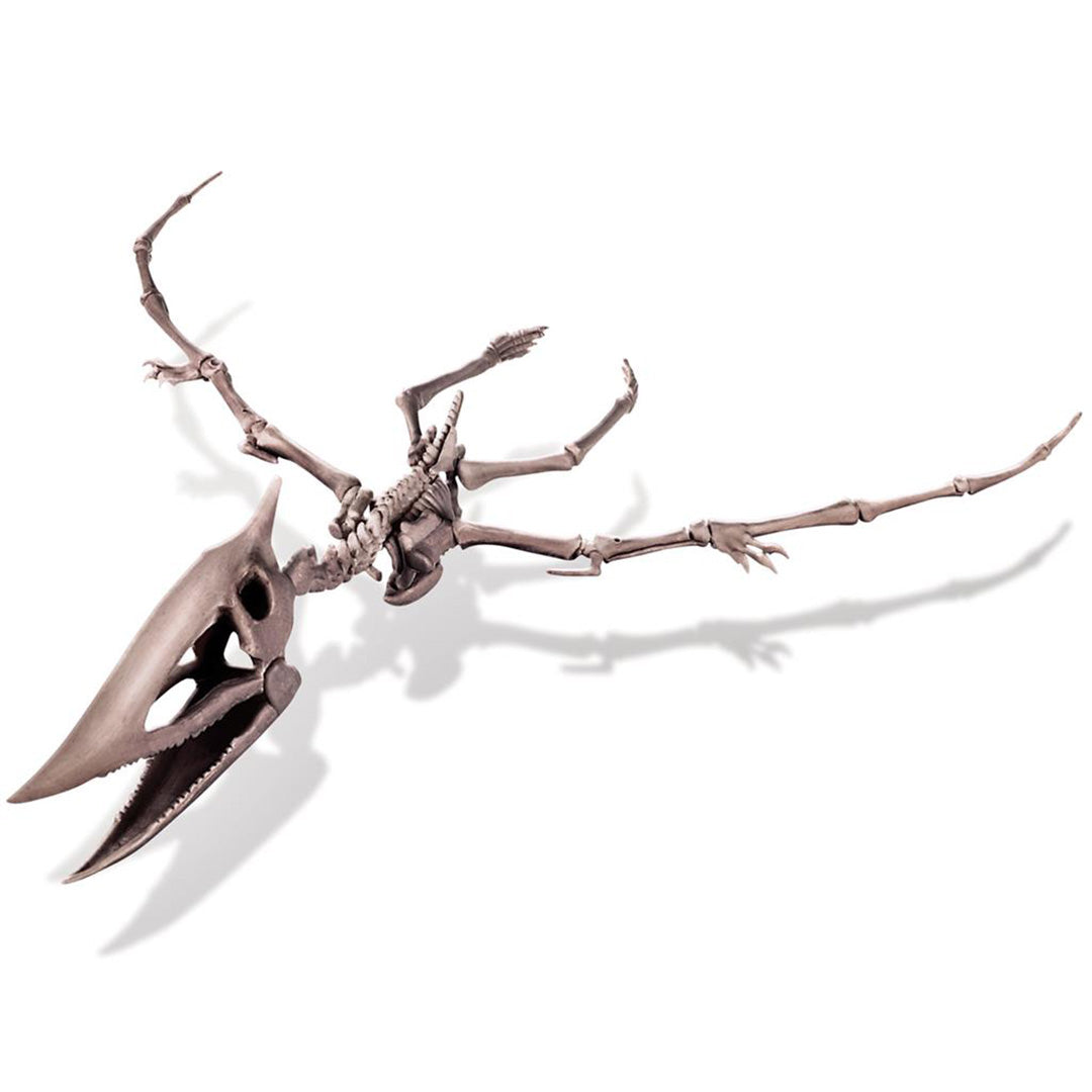 Een compleet geassembleerd pteranodon skeletmodel van plastic op een witte achtergrond.