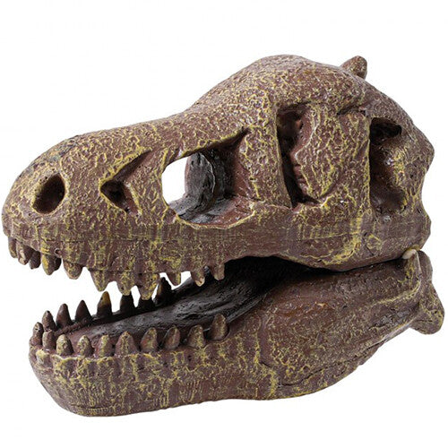 Gedetailleerd close-up van de bruine T-Rex schedel uit de opgraafkit.