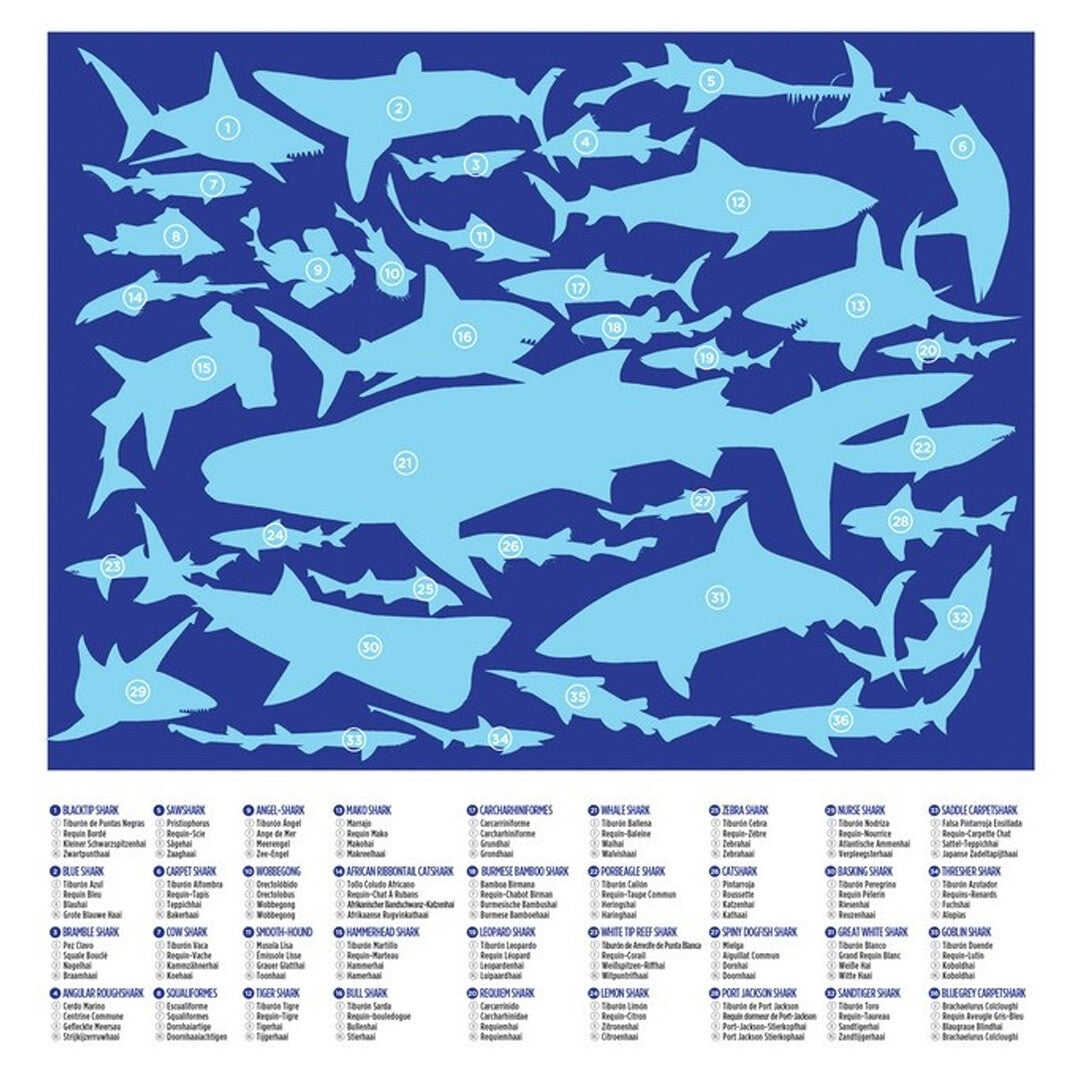 Een infographic met 36 genummerde silhouetten van haaiensoorten en hun namen.