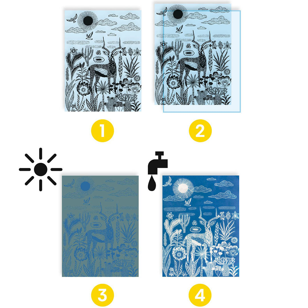Infographic met vier stappen van het Djeco cyanotype proces, van tekening tot blauwdruk.