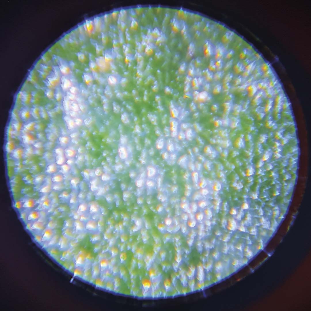 Close-up door de microscoop van een groen oppervlak met glimmende bultjes.
