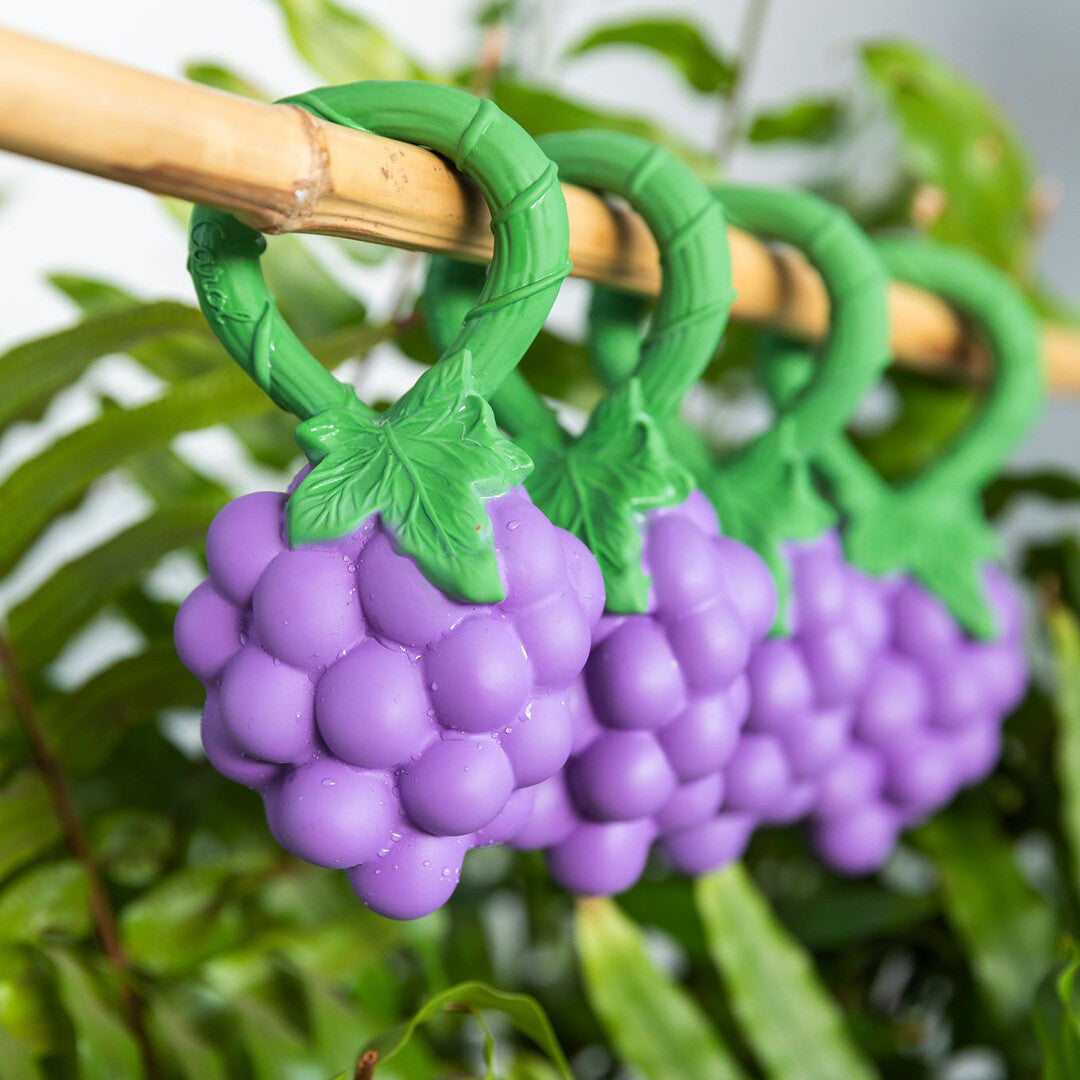 Drie Oli & Carol druiven rammelaars hangen aan een bamboestok voor een groene plant.