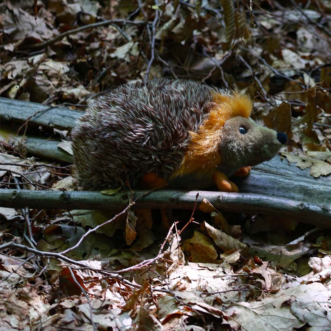 Rappa pluchen egel knuffel op een boomstam tussen bruine bladeren in het bos.