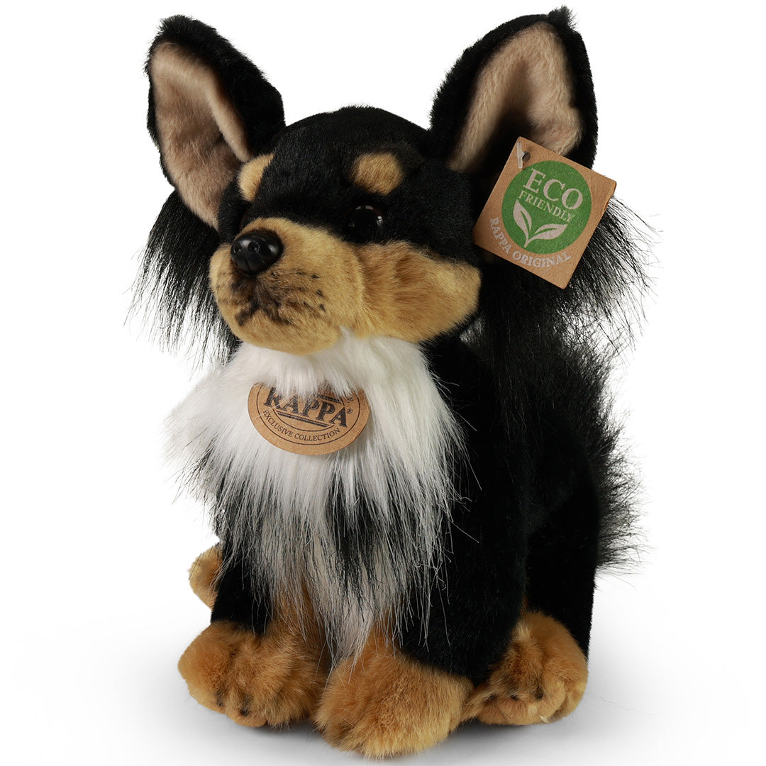 Rappa knuffelhond chihuahua, zittend en schuin van voren gefotografeerd.