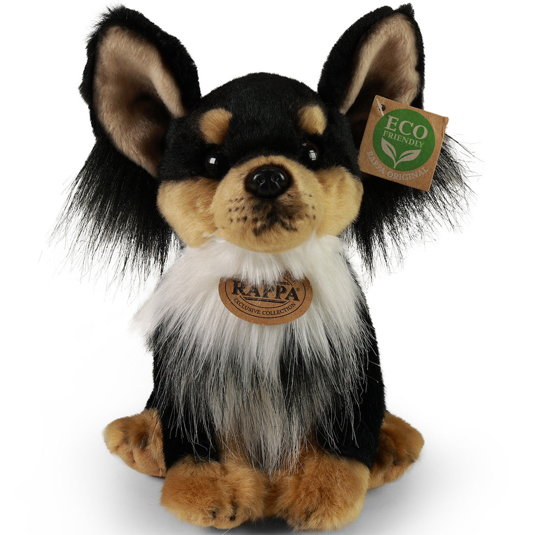 Rappa knuffelhond chihuahua, zittend en recht van voren gefotografeerd.