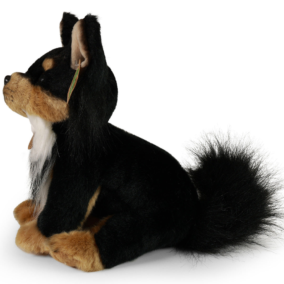 Rappa knuffelhond chihuahua, zittend en van de zijkant gefotografeerd.