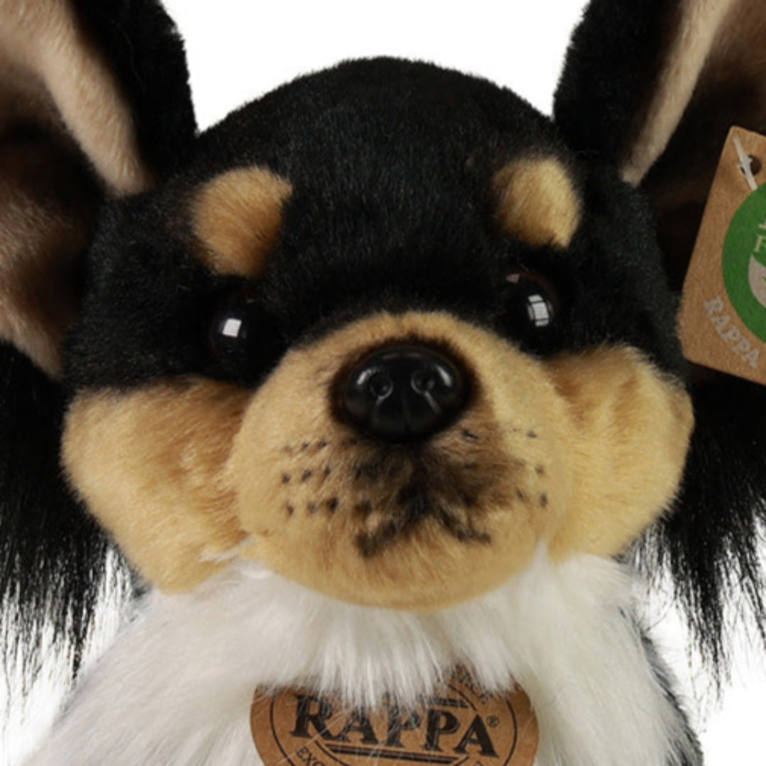 Detailopname van het gezicht van de Rappa knuffelhond chihuahua.