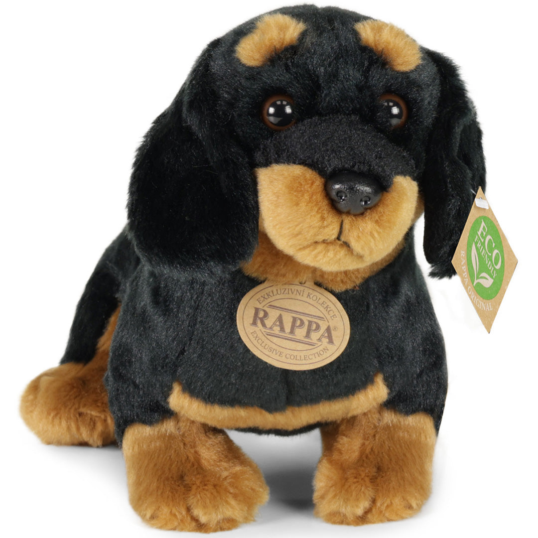 Rappa knuffelhond teckel, zwart met bruine accenten, van voren gefotografeerd.