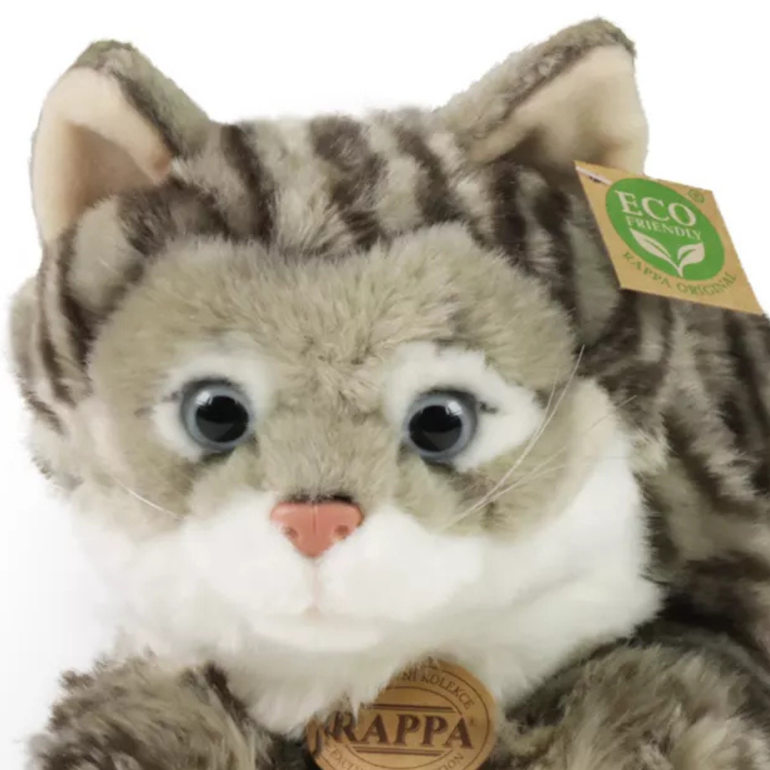 Close-up van het gezicht van de Rappa grijze tabby knuffelkat met blauwe ogen.