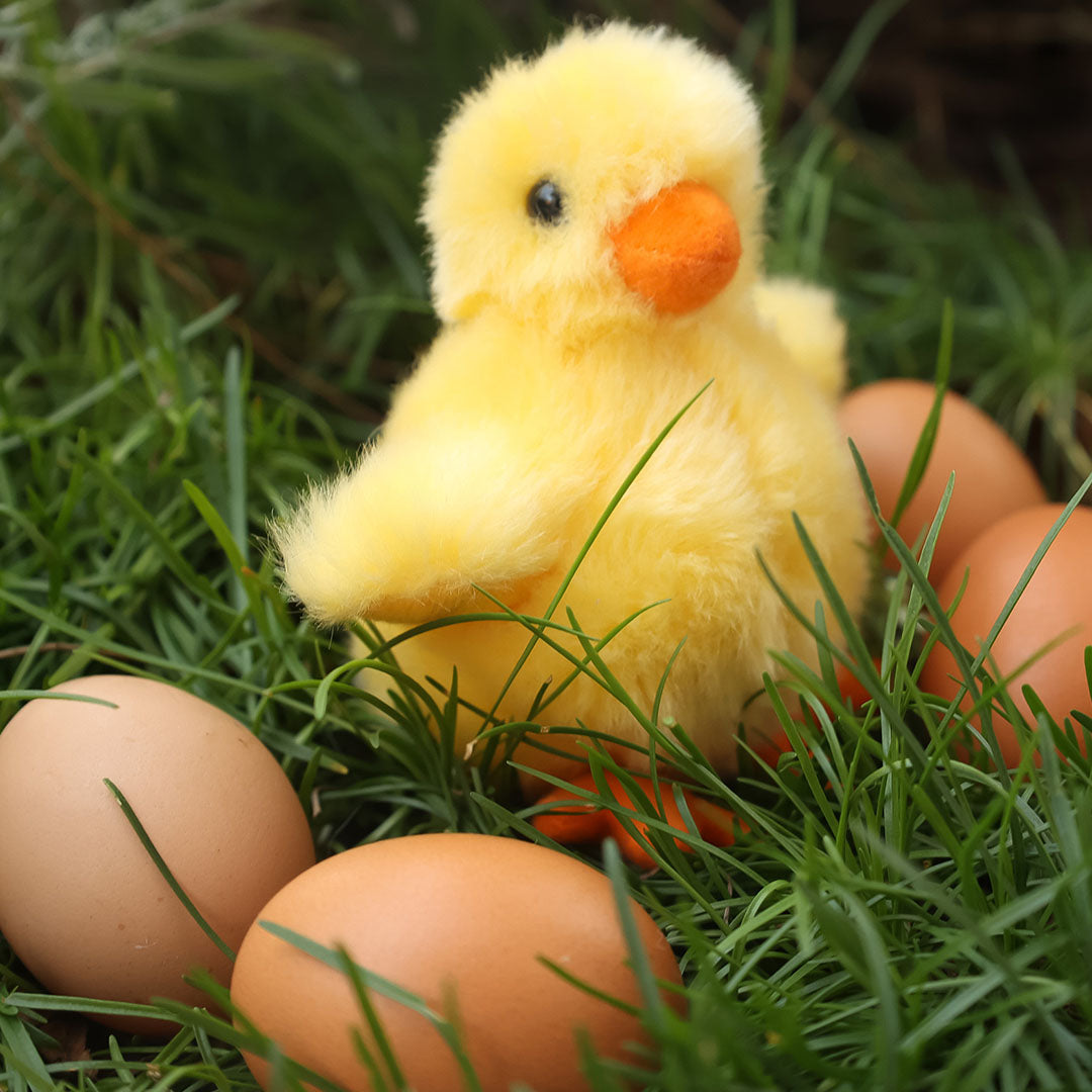 Geel knuffelkuiken tussen bruine eieren in groen gras.