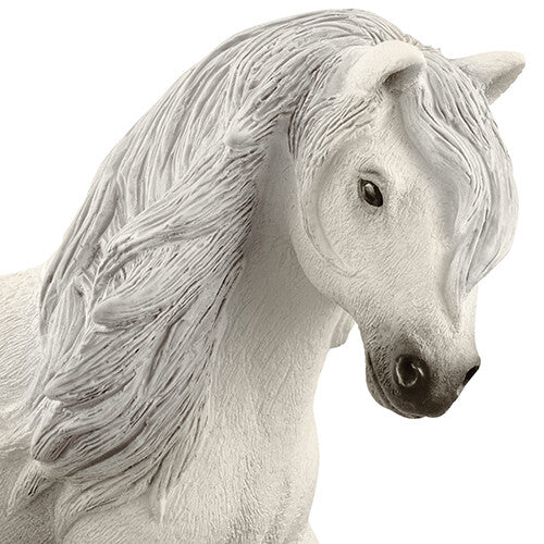Detailopname van het hoofd en de witte manen van de IJslander ponymerrie.