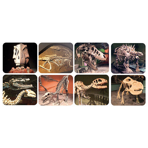 Acht vierkante afbeeldingen van dinosaurus skeletten en fossielen.
